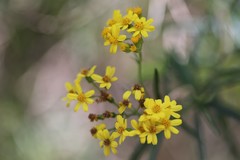Senecio linearifolius linearifolius