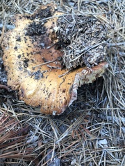 Russula ventricosipes