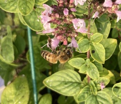 Apis mellifera