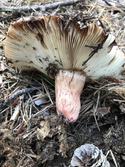 Russula ventricosipes