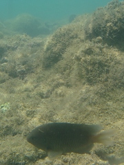 Stegastes fuscus