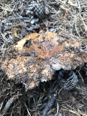 Russula ventricosipes