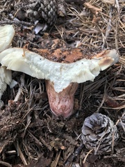 Russula ventricosipes