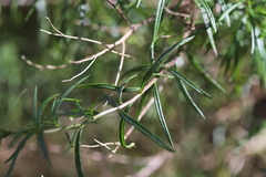 Senecio linearifolius linearifolius
