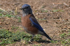 Sialia mexicana