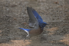 Sialia mexicana