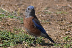Sialia mexicana