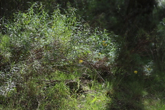 Senecio linearifolius linearifolius
