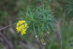 Senecio linearifolius linearifolius