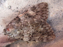 Catocala duplicata