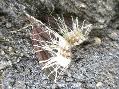 Evecliptopera illitata
