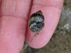 Nassarius pauperatus