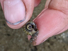 Nassarius pauperatus