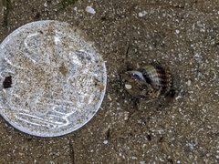 Nassarius pauperatus