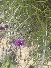 Vernonia lindheimeri