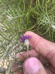 Vernonia lindheimeri