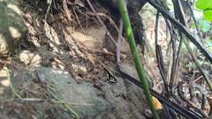Dendrobates truncatus