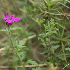 Glandularia elegans