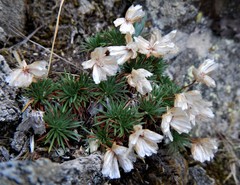Armeria caespitosa