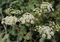 Harmonia axyridis