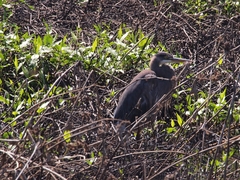 Ardea herodias