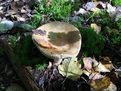 Russula fellea