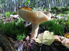 Russula fellea