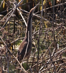 Botaurus lentiginosus