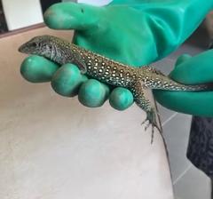 Ameiva