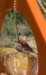 Stenaspis verticalis insignis