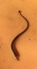 Syngnathus fuscus