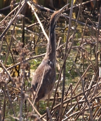 Botaurus lentiginosus