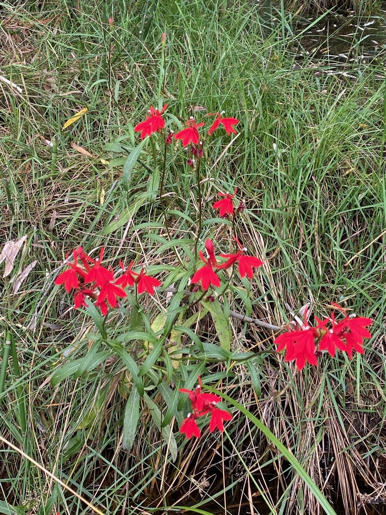 cardinal flower from Upper Garden Canyon Road on September 9, 2020 by D ...