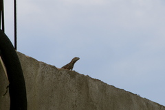 Ctenosaura macrolopha