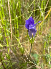 Gentianopsis macrantha