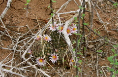 Mammillaria sheldonii