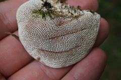 Daedaleopsis confragosa