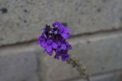 Linaria purpurea