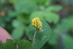 Medicago lupulina