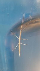 Diapheromera femorata