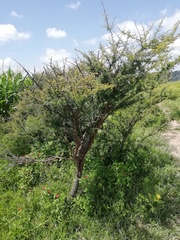 Vachellia schaffneri