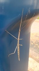 Diapheromera femorata