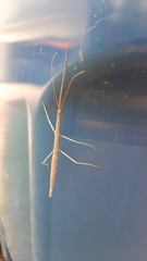 Diapheromera femorata