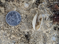 Venerupis galactites