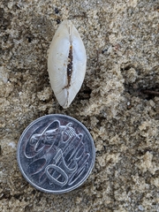 Venerupis galactites