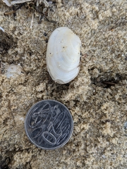 Venerupis galactites