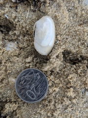 Venerupis galactites