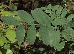 Lathyrus polyphyllus