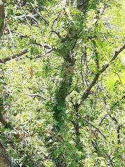 Vachellia schaffneri