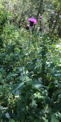 Cirsium dealbatum